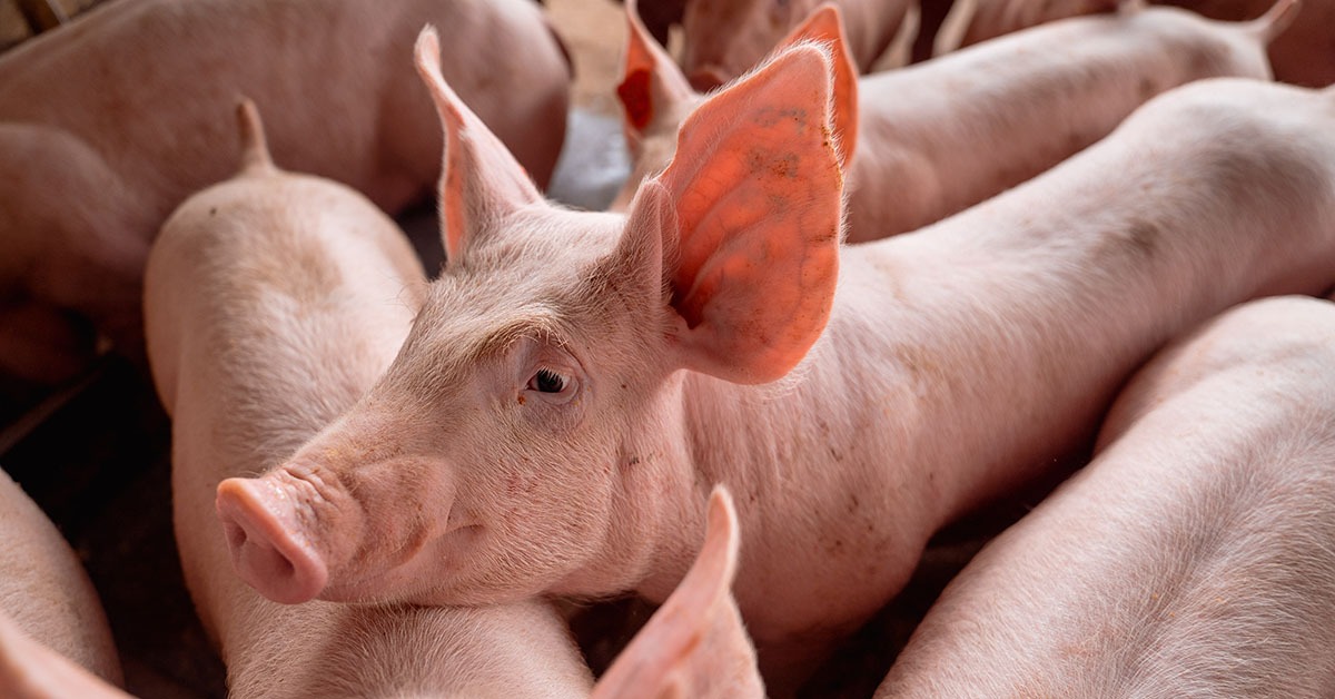 Censo da Suinocultura pretende balizar políticas públicas em Minas Gerais