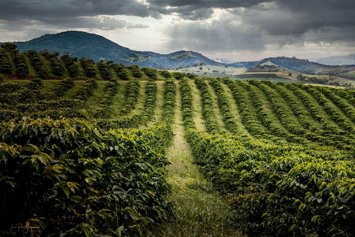 Oferta de café represado em portos do Brasil por gargalos cai a 672 mil sacas, diz Cecafé