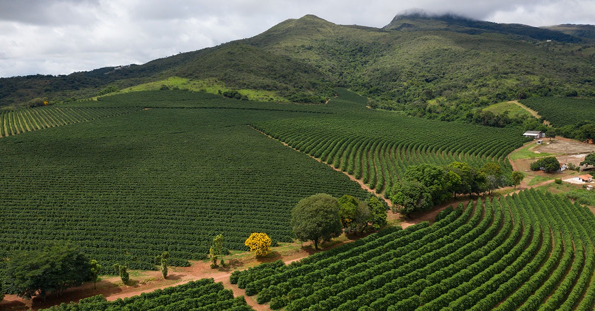 Biochar contribui para ganhos de produtividade no café