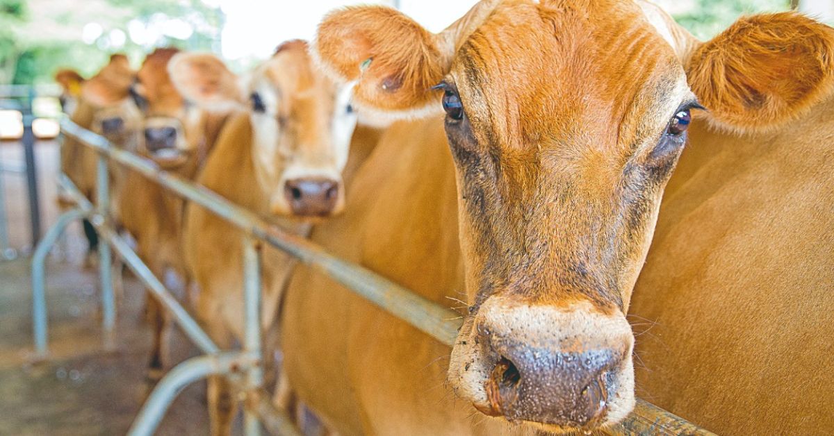 Touros com genética Epamig impulsionam produção de leite pelo Brasil