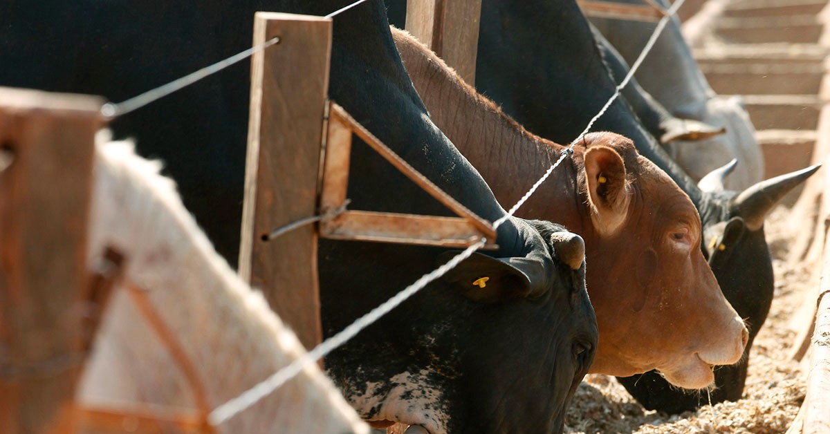Confinamento bovino tem alta de 11% no Brasil