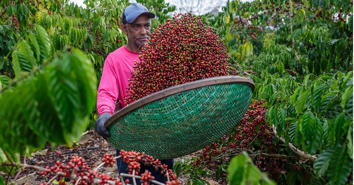 Livro conta histórias do café produzido nas regiões com Indicação Geográfica (IG)