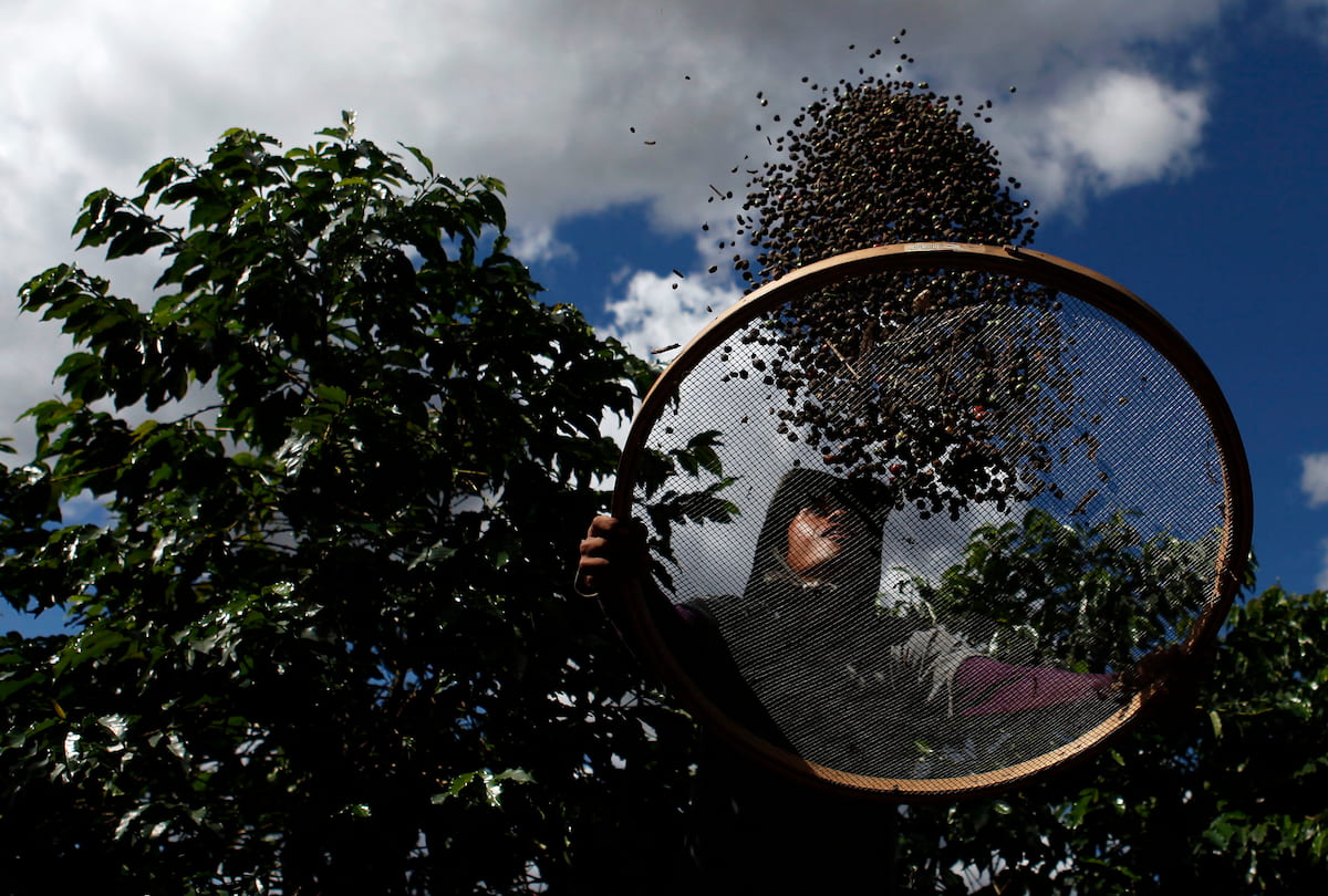 Alta do café impulsiona mercado, mas quebra na safra ainda preocupa produtores de Minas Gerais