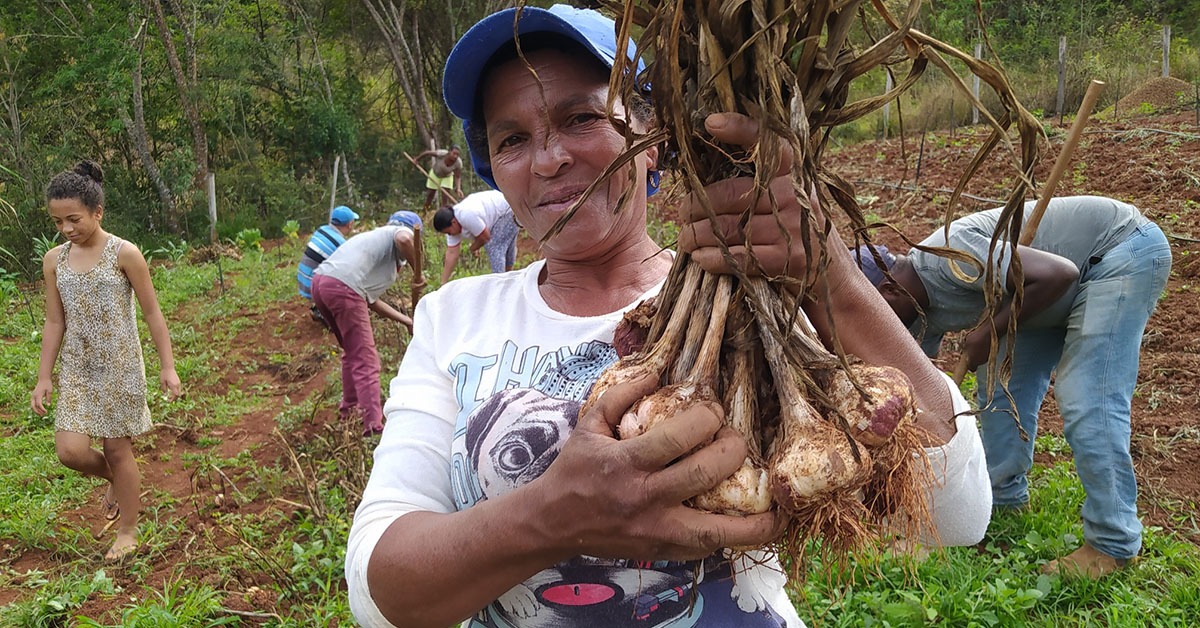 Cresce produtividade de alho no Vale do Jequitinhonha