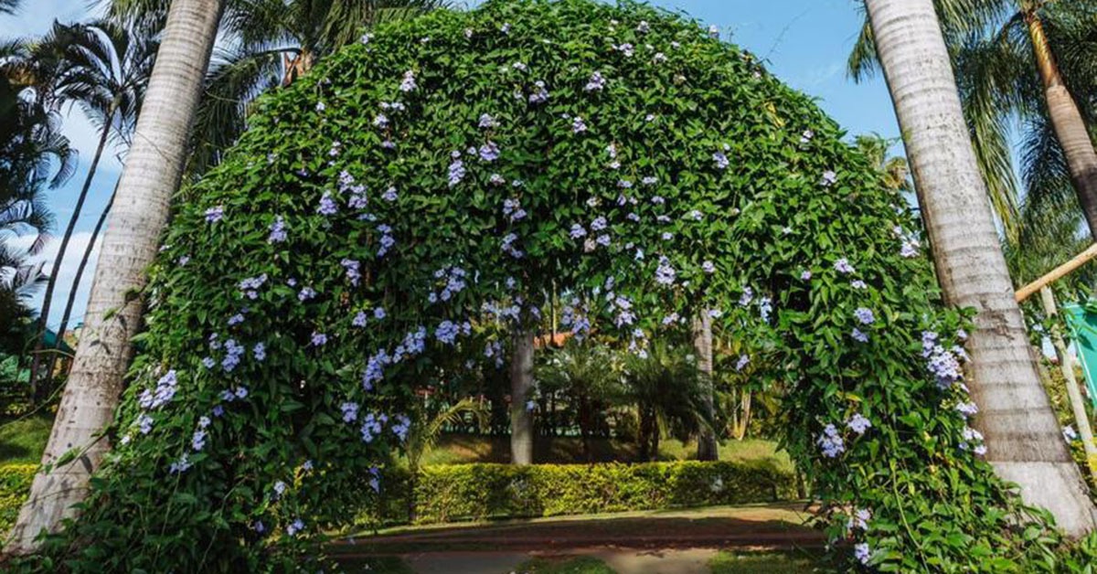 Réveillon de 2025 promete lotar hotéis-fazenda em Minas