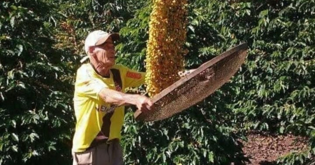 Cuidados na colheita e pós: segredo do melhor café de Minas Gerais
