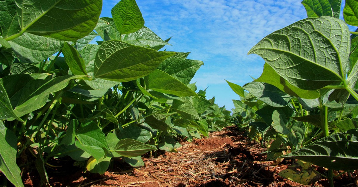 Produção de soja em Minas deve crescer 10,5% em 2025, após queda de 6,7% ano passado