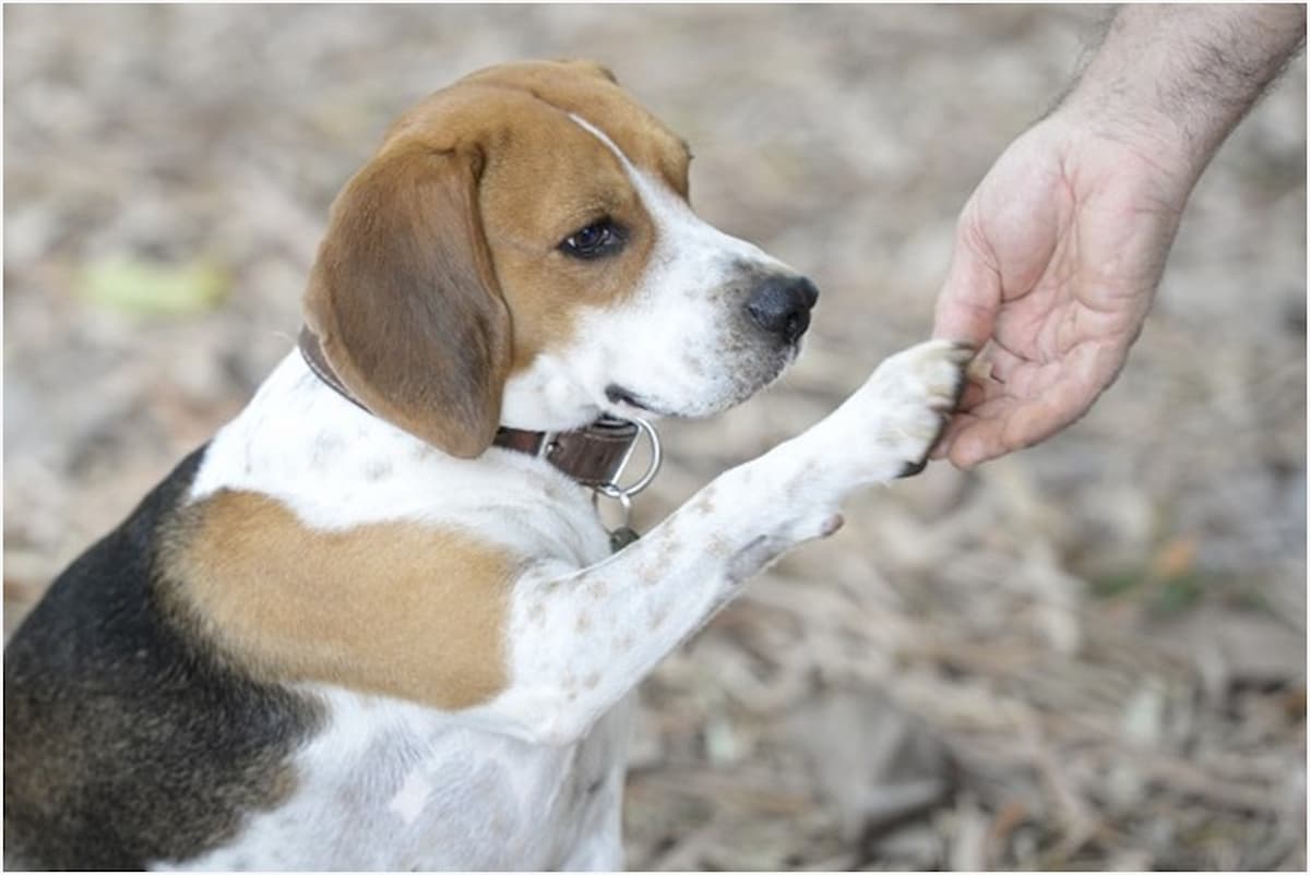 Zema veta projeto que define regras sobre comércio de cães e gatos em Minas