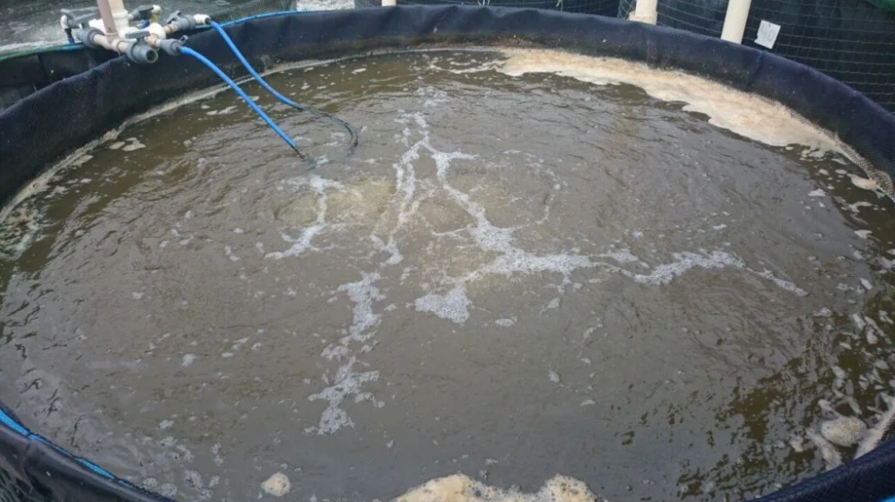 Epamig implanta sistema de bioflocos na piscicultura em Felixlândia