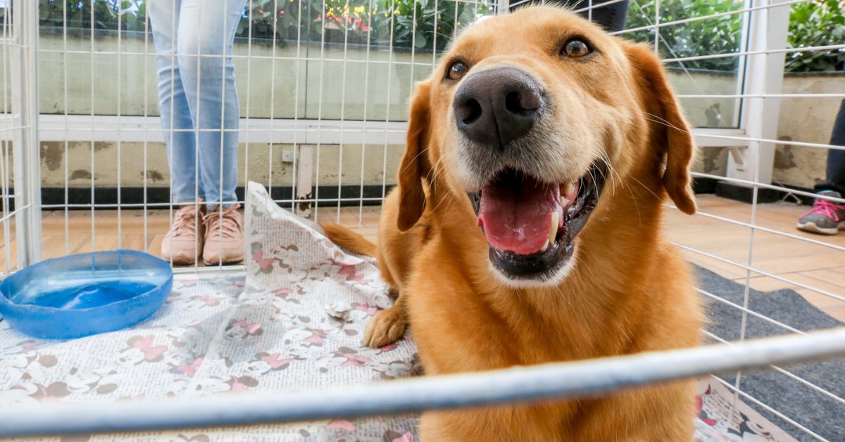 Mart Minas busca parcerias com ONGs da causa animal para evento de adoção em várias cidades mineiras