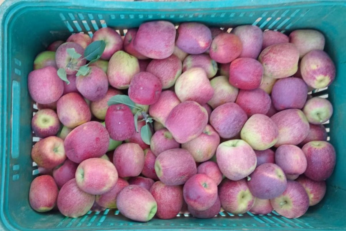 Maçã se torna alternativa para a agricultura no Sul de Minas