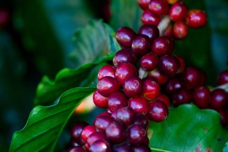 Da commodity ao valor agregado: a diversificação do agronegócio mineiro