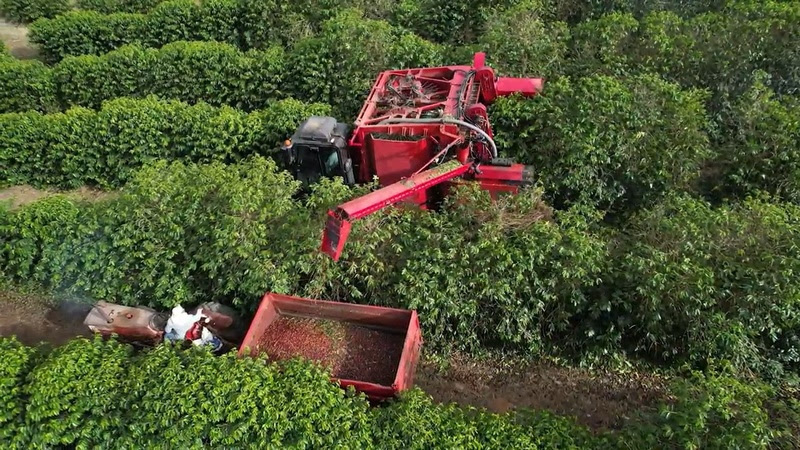 Minas registra redução de 3,1% na safra de café em 2024