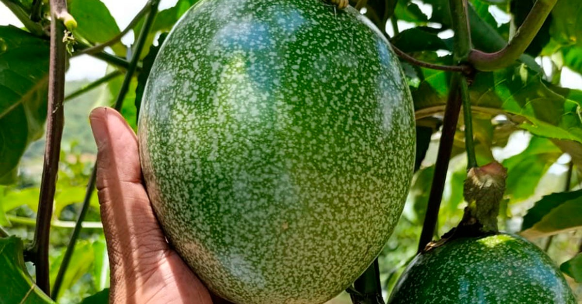 Projeto Fruticultura em Campos Gerais faz primeira colheita