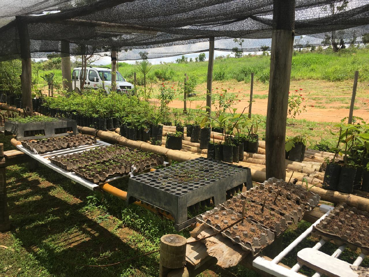 Santo Antônio do Monte terá distribuição gratuita de mudas