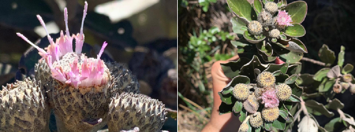Pesquisadores encontram novo gênero de planta no Norte de Minas