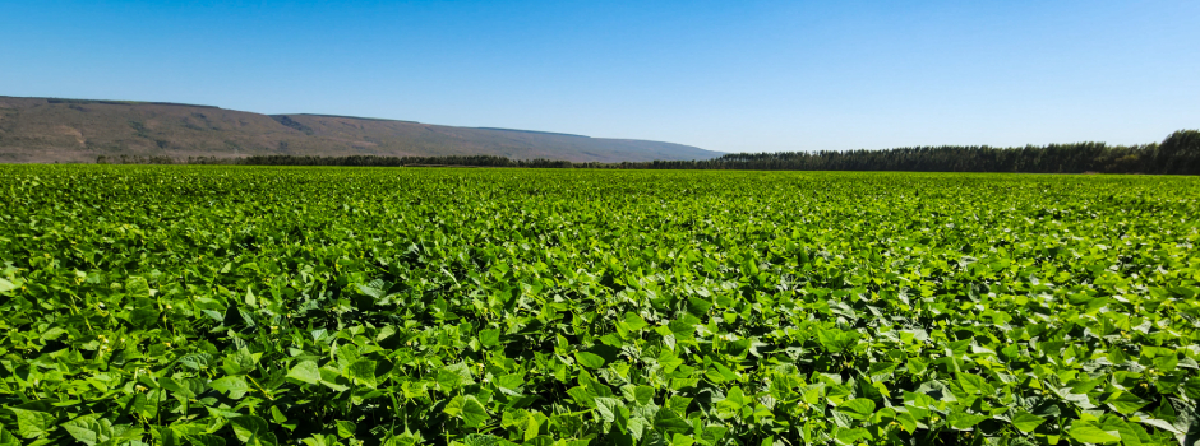 Safra de grãos em Minas Gerais deverá crescer 6,5% em relação a 2024 