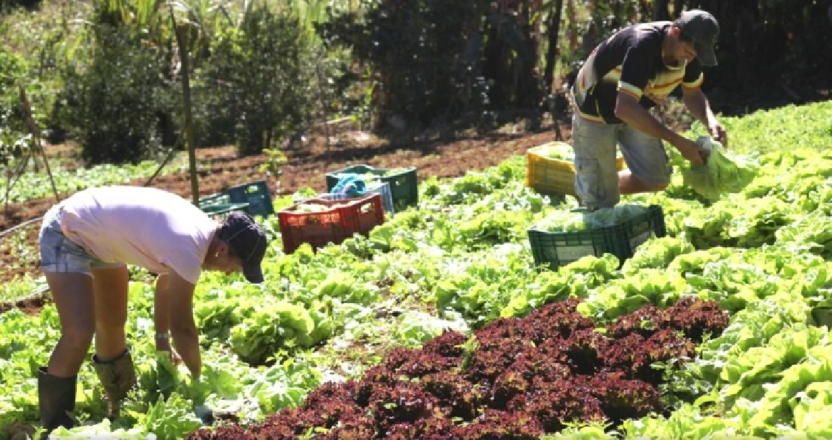 Pnae fortalece agricultura familiar no Campo das Vertentes, em Minas; entenda programa 