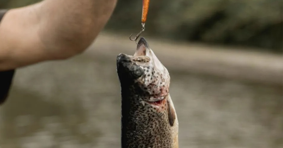 Fim da piracema: estados brasileiros abrem a temporada de pesca 2025 