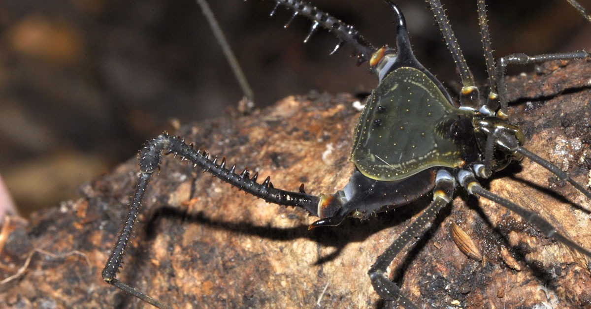 Novo aracnídeo é descoberto em reserva biológica de Minas Gerais