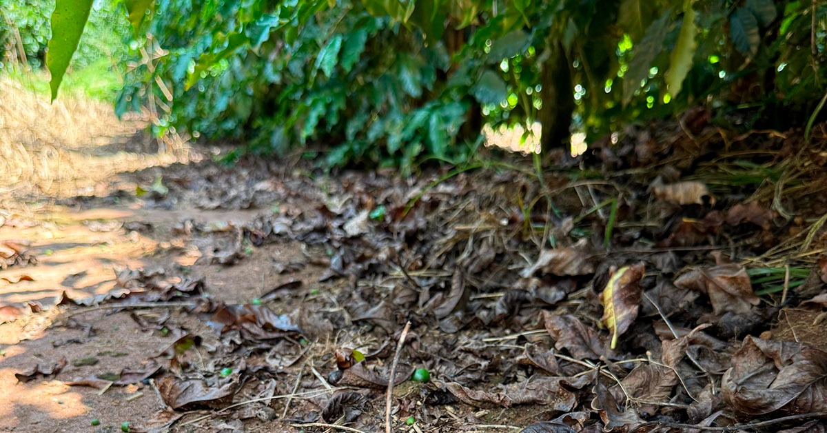 Intempéries climáticas comprometeram café até a safra 2026