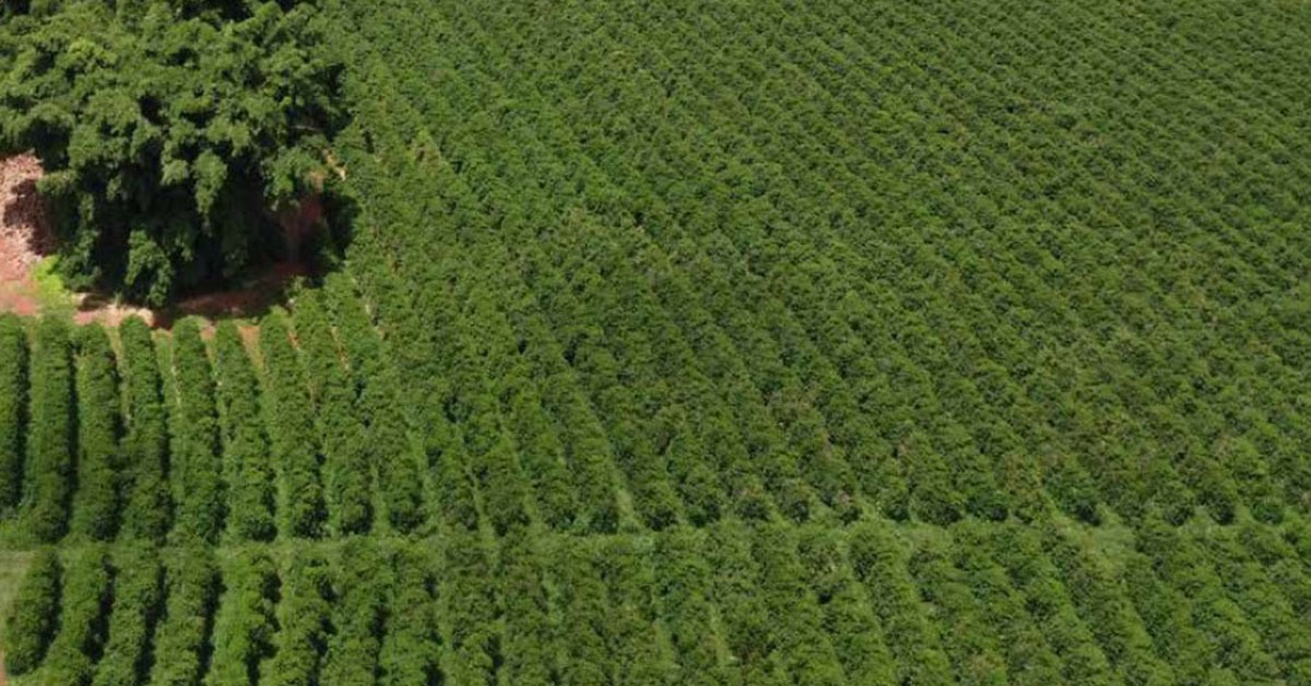 Valor Bruto da Produção da agropecuária terá alta de 2% no País em 2025