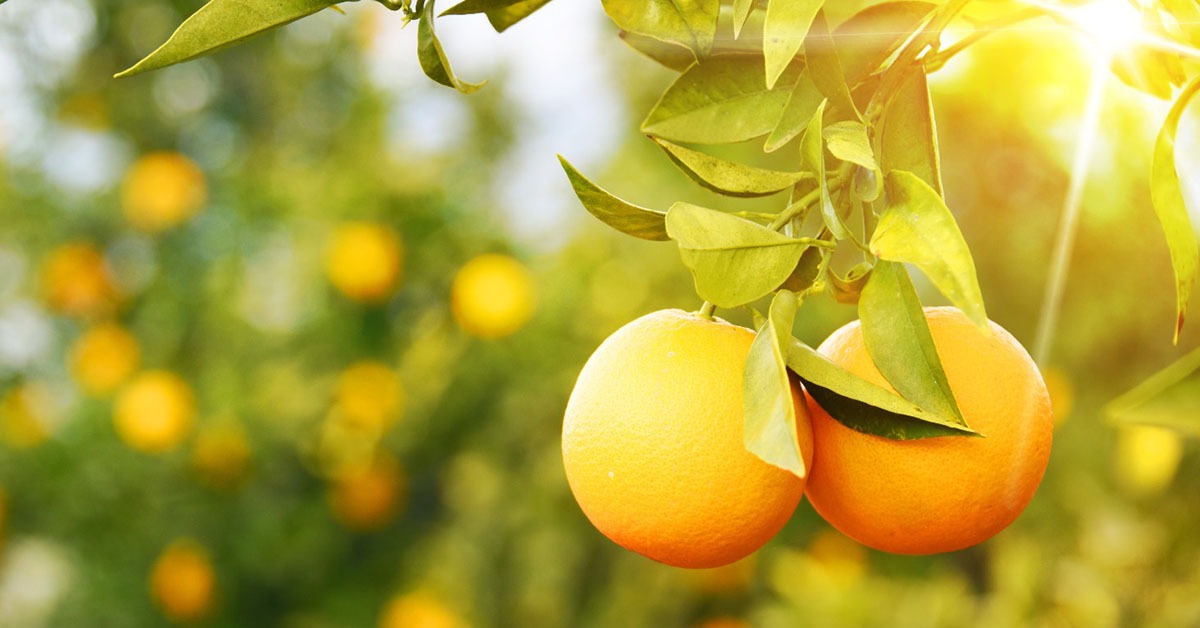 Safra 2024/25 de laranja no cinturão citrícola do Triângulo cai 46,5%