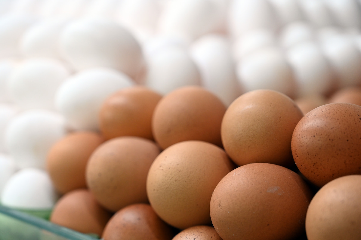 País tem recorde na produção de ovos, abate de bovinos, frango e porco