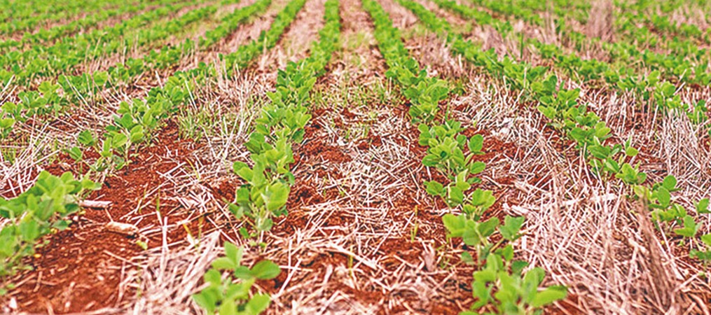 Novas variedades de soja aliam tolerância a herbicidas e resistência às principais pragas da cultura
