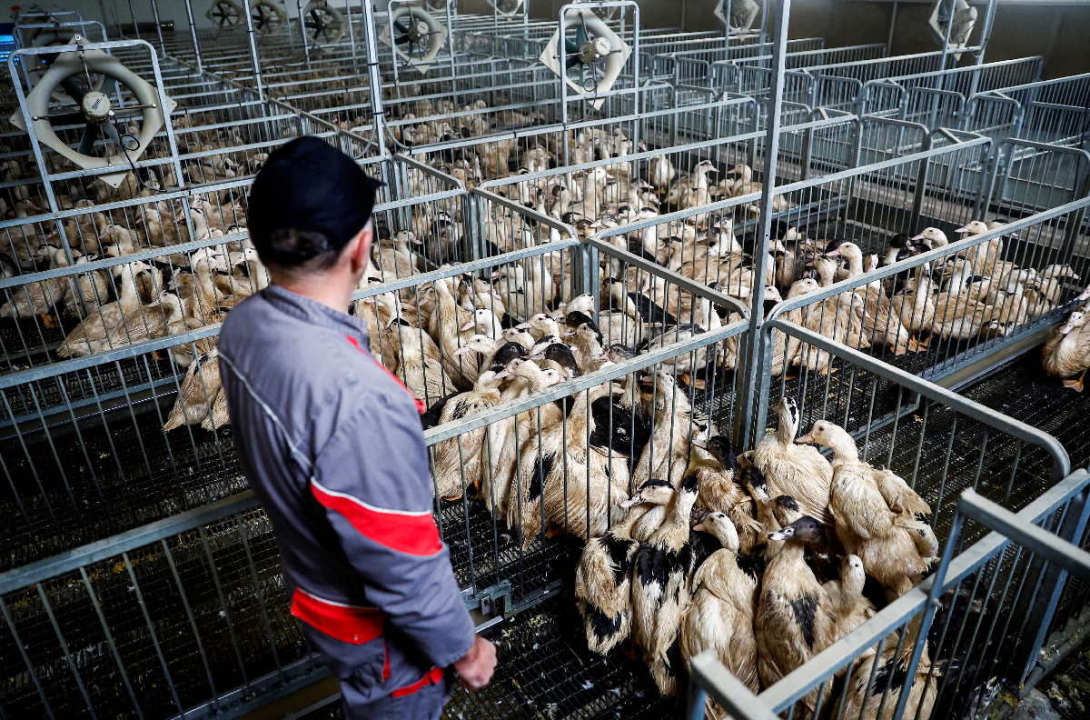 China encerra proibição de dois anos de importações de carne de aves da Argentina