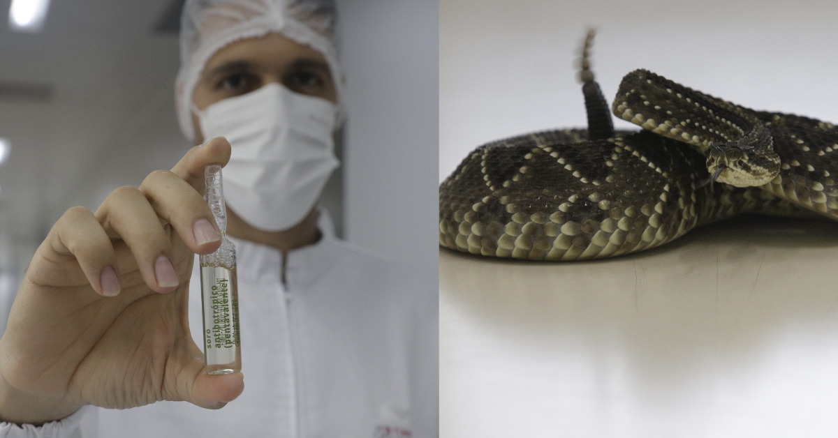Funed retoma produção de soros antipeçonhentos com reinauguração de fábrica em BH