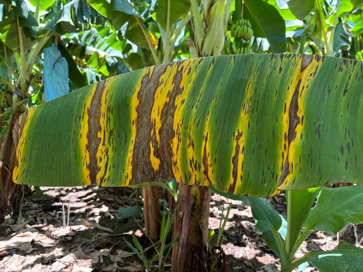 Sigatoka Negra: doença que atinge banana é identificada no Norte de Minas