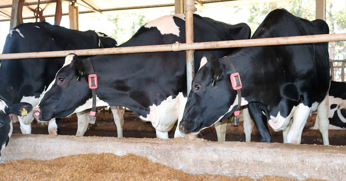 Impulsionados por exportações e mercado interno, abates crescem em Minas Gerais