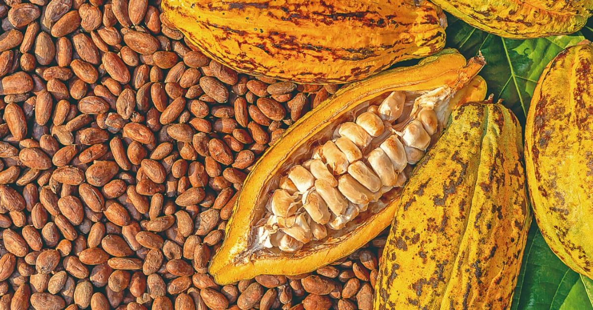 Câmara aprova novo percentual mínimo de cacau para chocolate e acaba com amargo e meio amargo