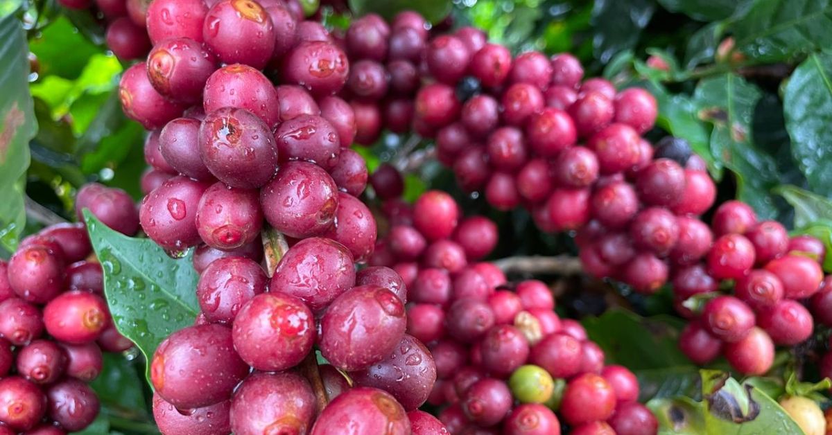 Preço do café sobe depois de leves geadas no País