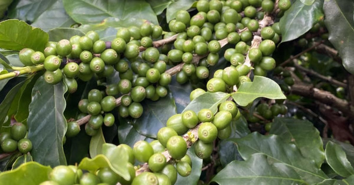 Fase de granação do café influencia no rendimento da lavoura cafeeira