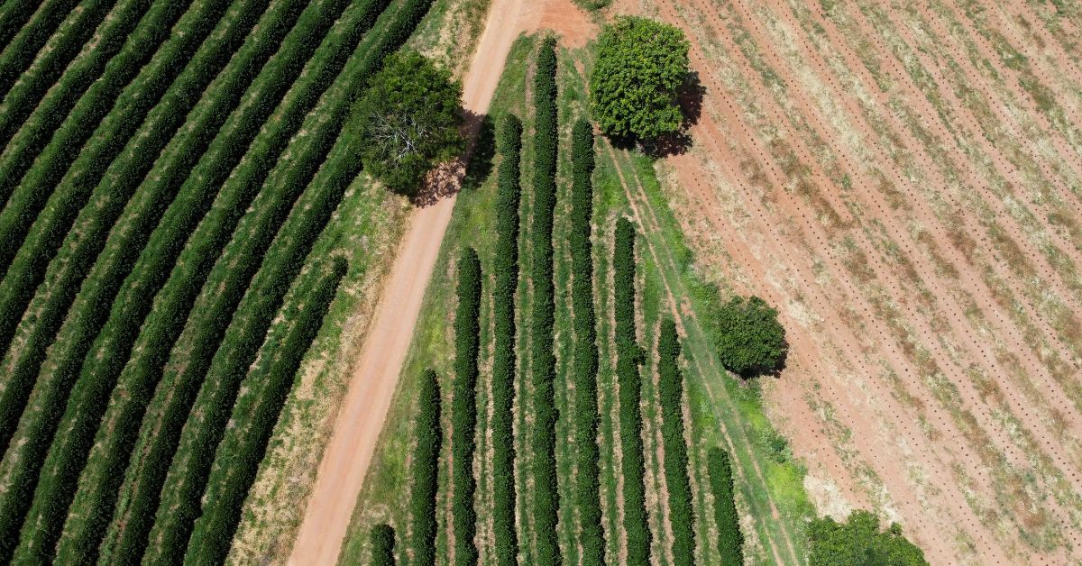 Produtores de café do Brasil recorrem à irrigação para saciar demanda global