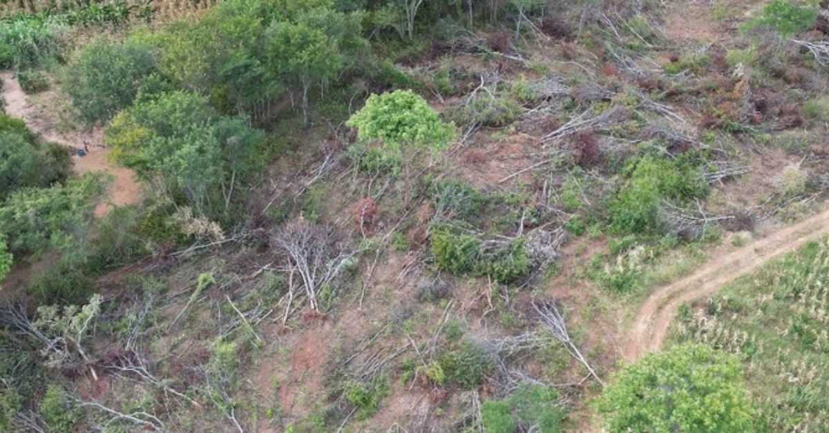STF permite desapropriação de terra por incêndio ilegal e desmatamento