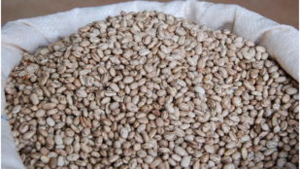 Excesso de chuvas causa aumento no preço do feijão