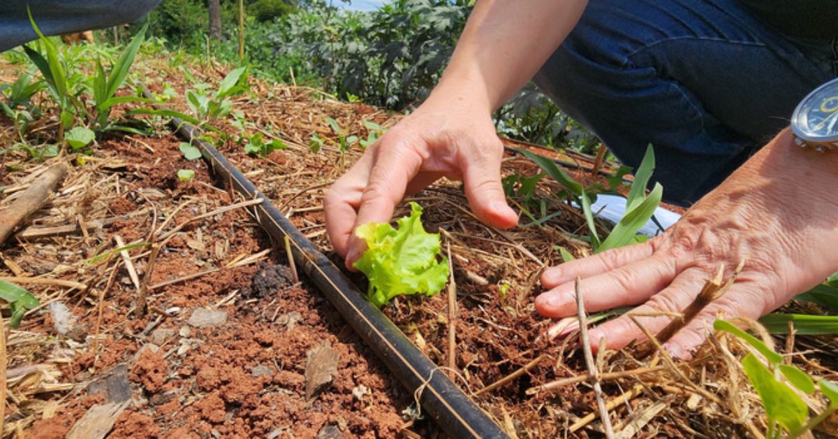 Projeto que cuida da saúde do solo vai abranger 1,8 mil propriedades rurais de Minas Gerais