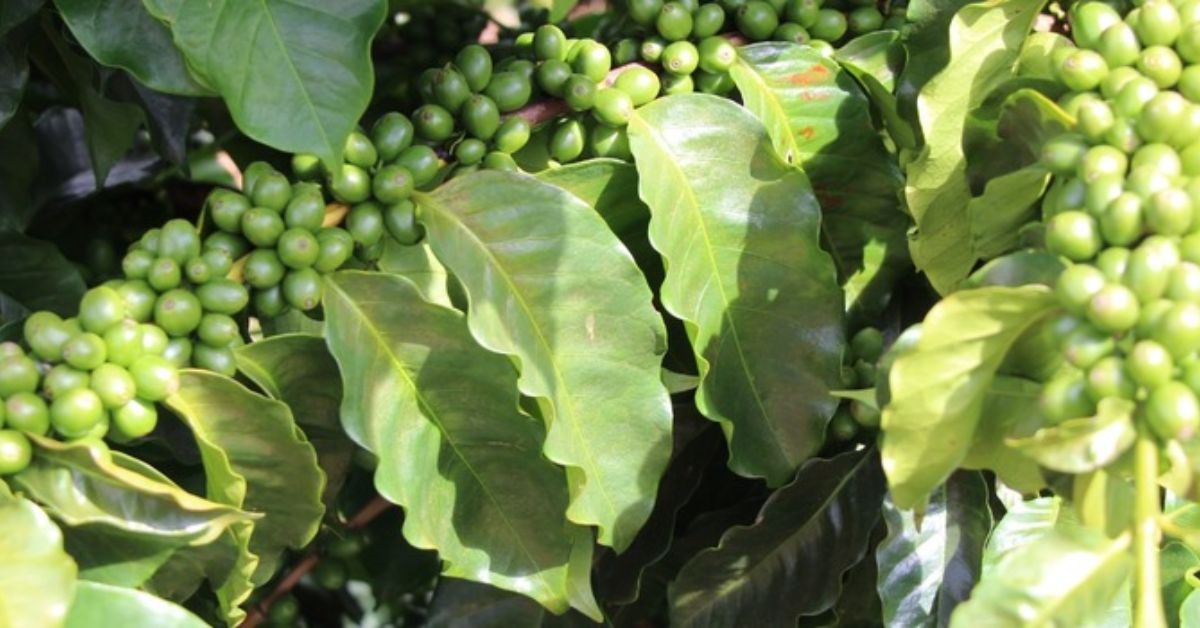 Melhoramento genético impulsiona qualidade e produtividade do café de Minas Gerais 