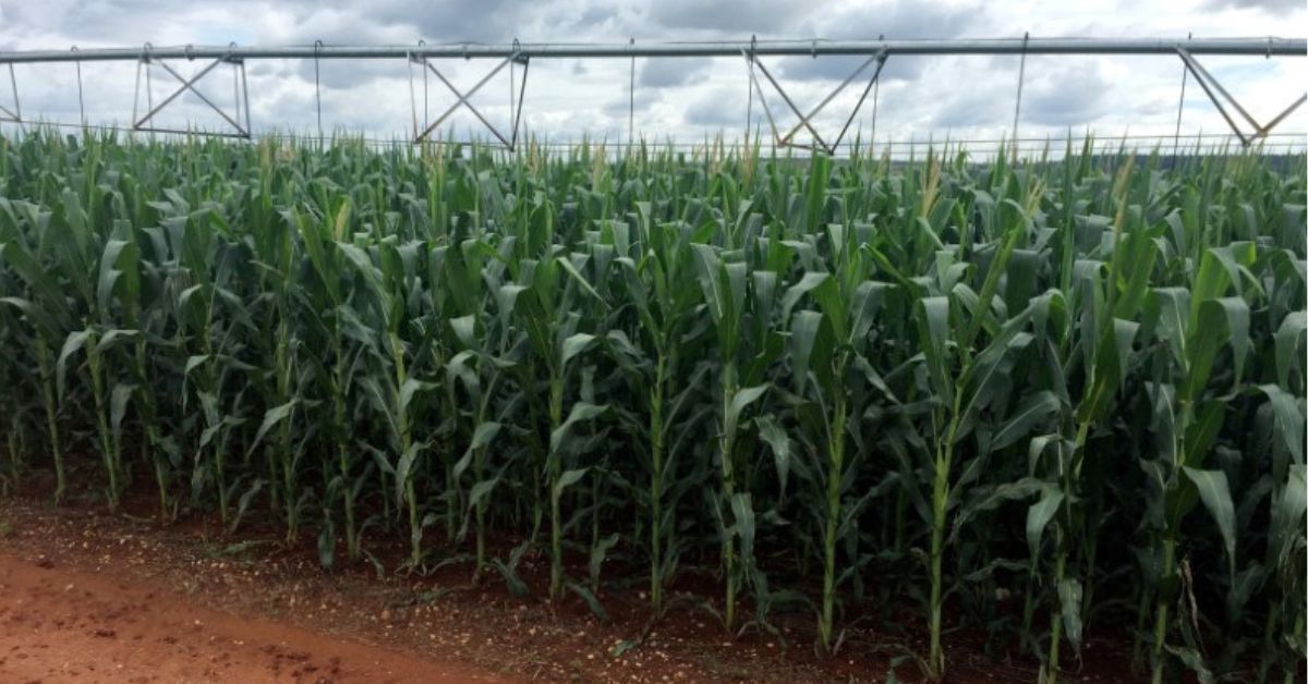 Preços ao produtor no Brasil desaceleram alta em janeiro a menor nível em 1 ano
