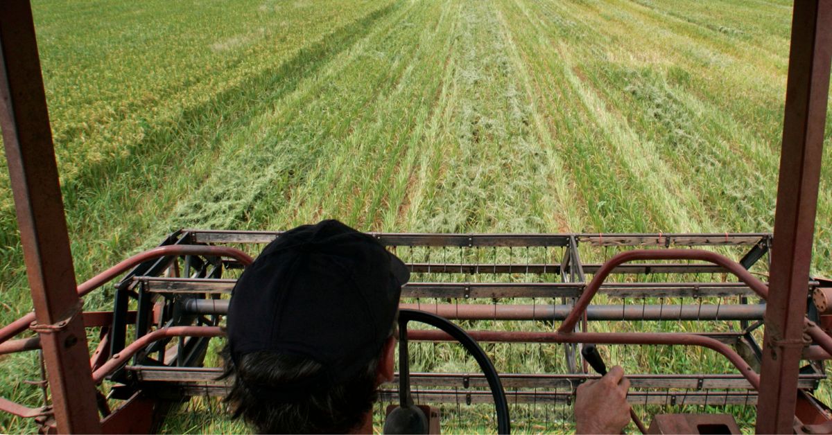 Conab planeja mudar regras para aquisição de grãos e formar estoques públicos