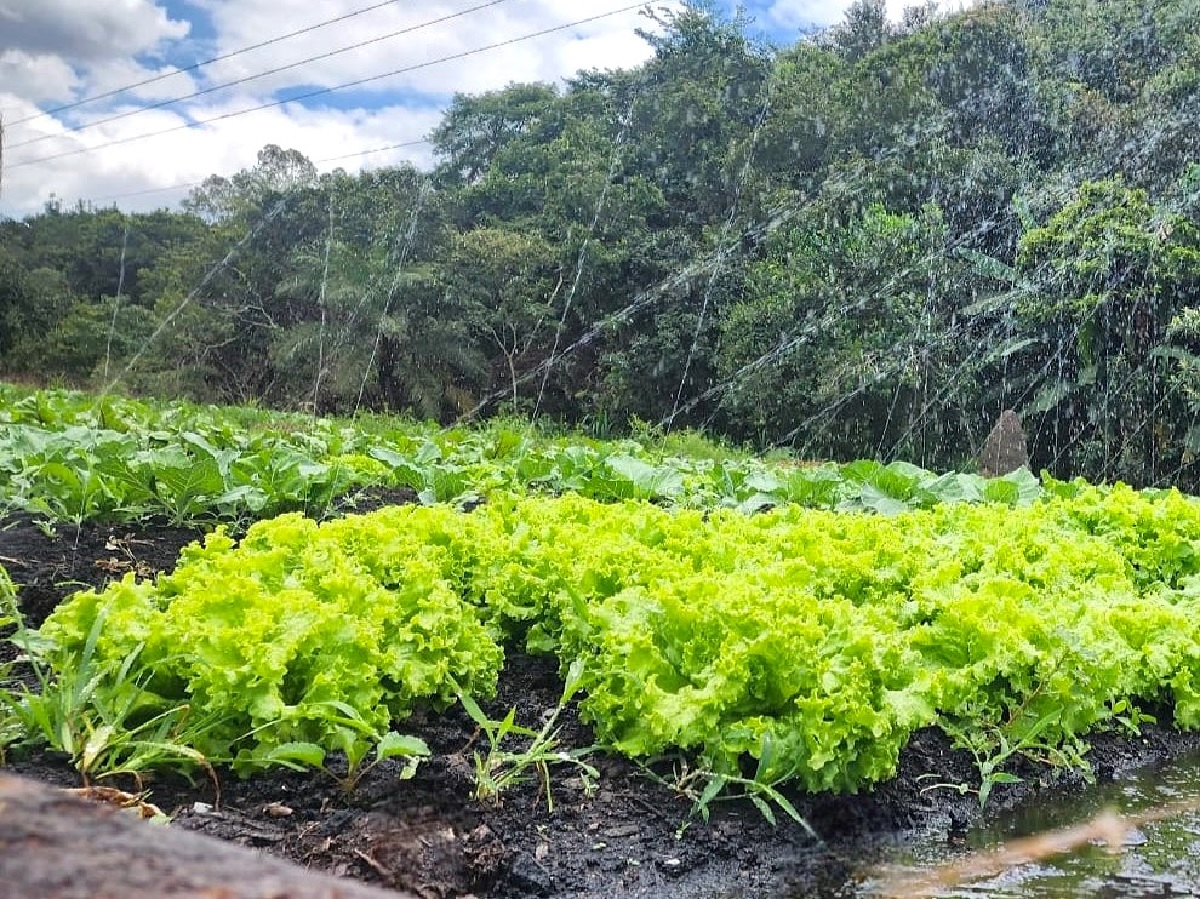 Cartilha gratuita da Emater ensina a produzir adubo natural e barato; veja como acessar