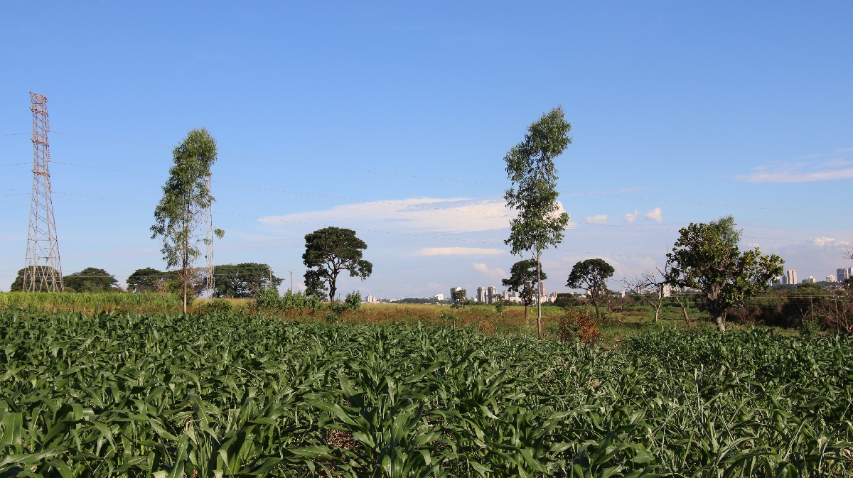 Epamig estuda sistemas integrados de produção agropecuária para mitigar impactos de mudanças climáticas