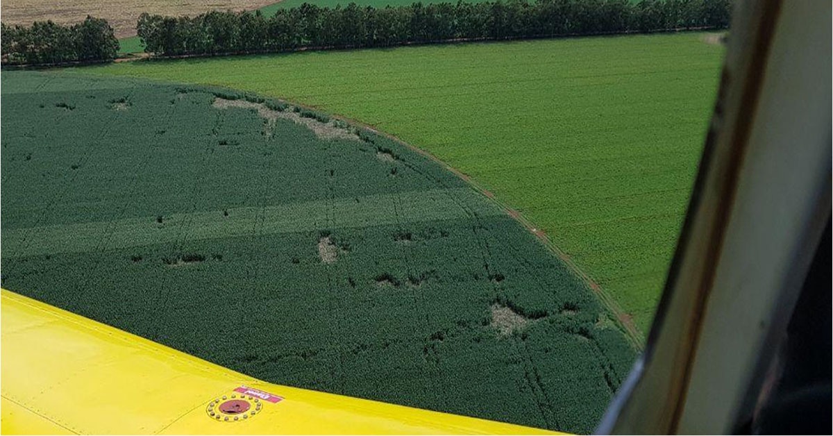 Proliferação de javalis destrói lavouras em Minas Gerais