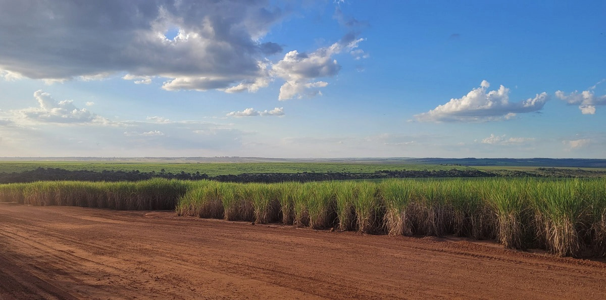 Safra 2025/26 de cana-de-açúcar terá queda de 7,1% em Minas Gerais