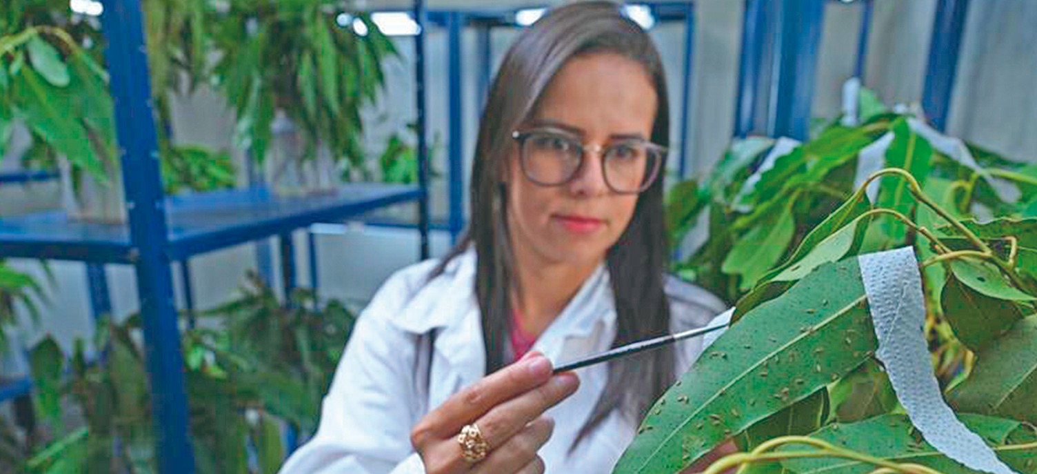 Gerdau inova com IA para proteger florestas de eucalipto