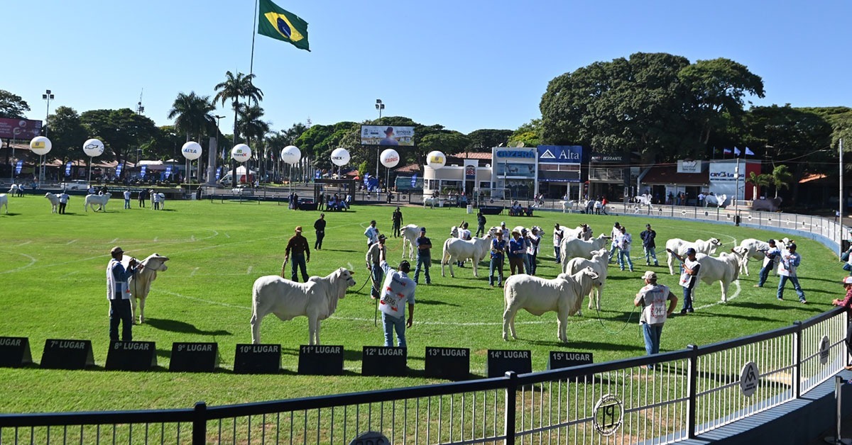 ExpoZebu vai reunir os melhores animais das raças zebuínas em Uberaba