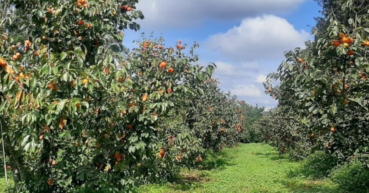 Emater-MG apoia produção de caqui em Turvolândia, maior polo da fruta em Minas Gerais